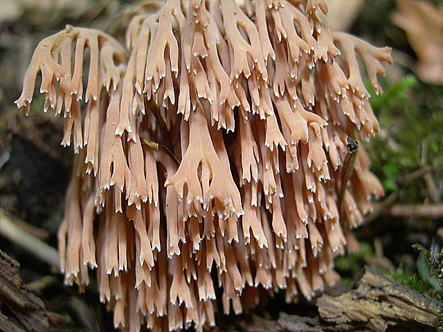 Micoflora estiva nell''areale basilese